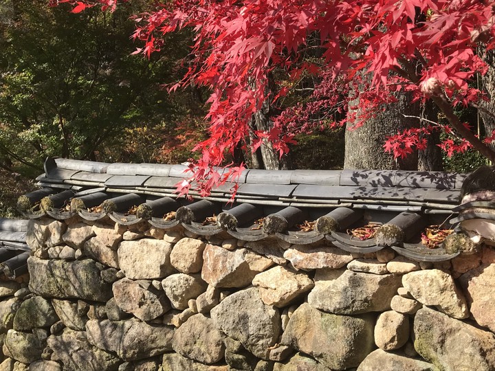 Maple leaves
