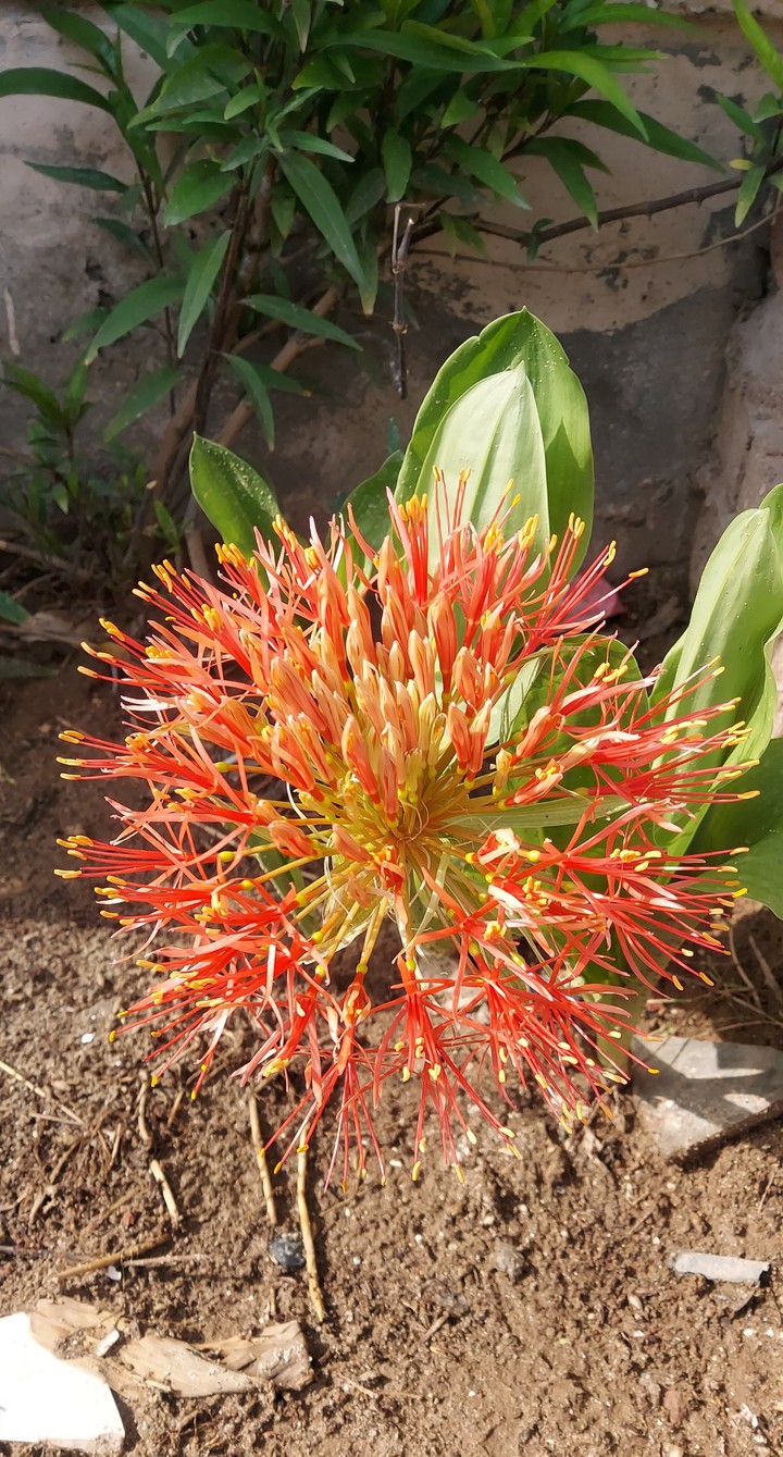 dragon flower