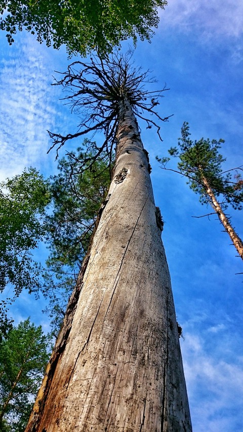 тапети biome, trunk