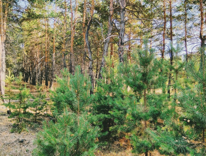 forest