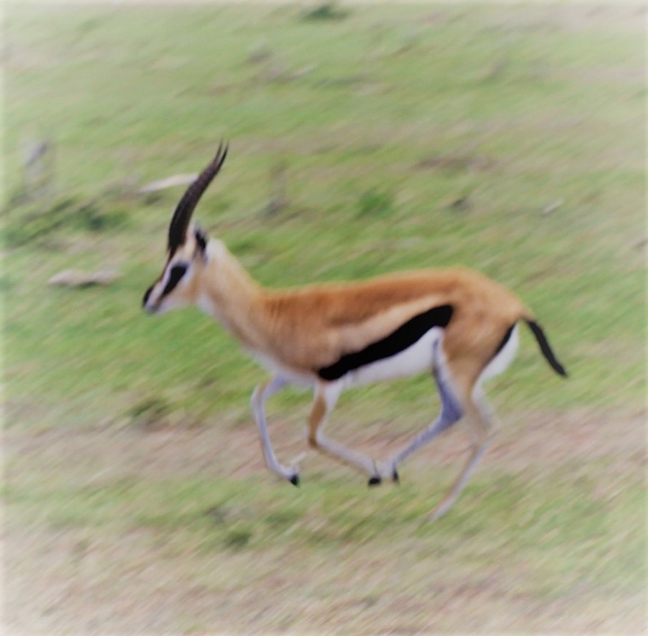 A speeding Gazelle