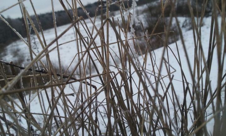 Grass