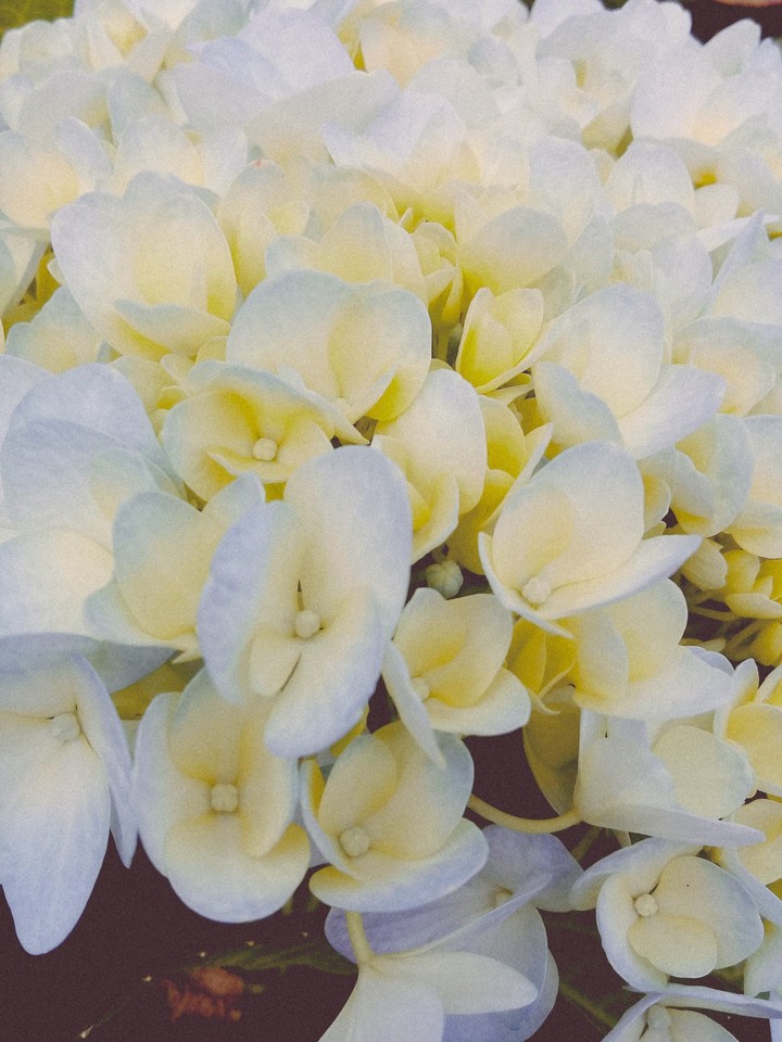 Hydrangea
