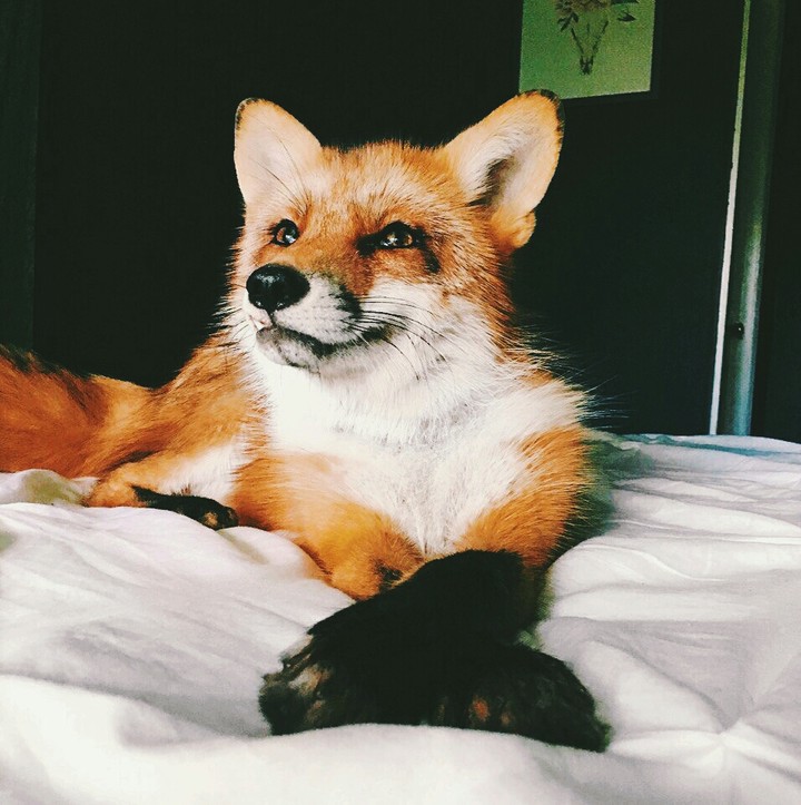 Fox