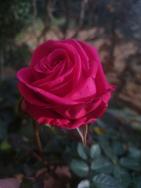 rose