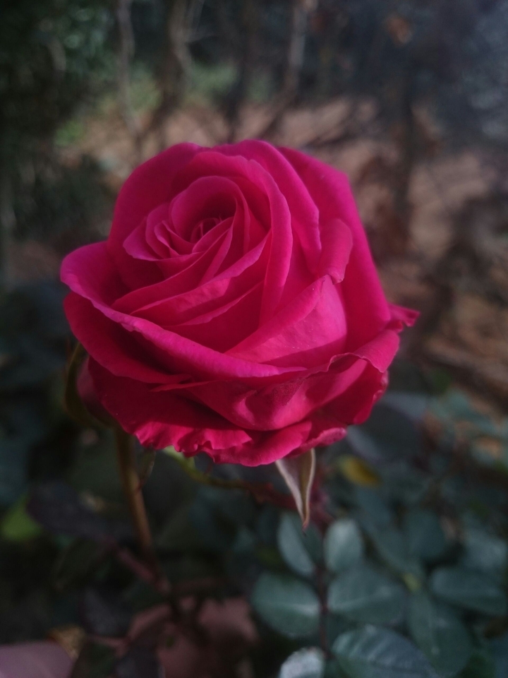 rose