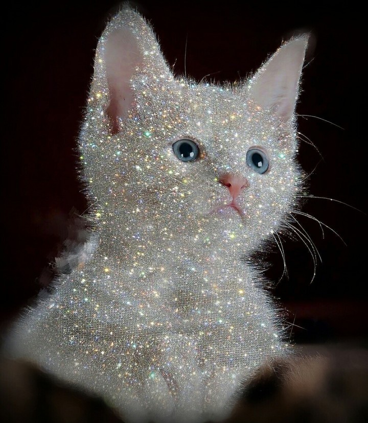 SK~ Cat