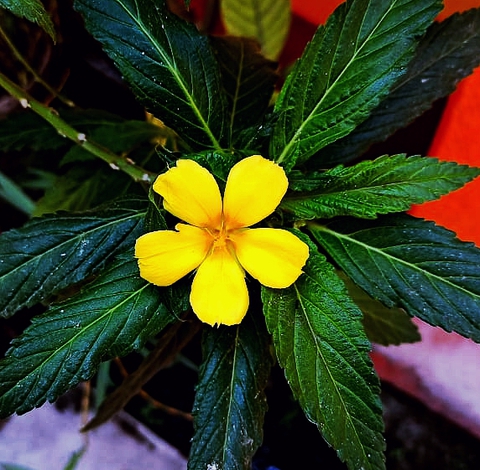 flower