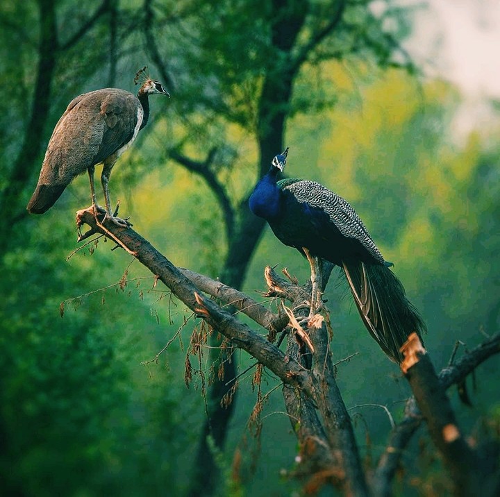 Peacock  ❤