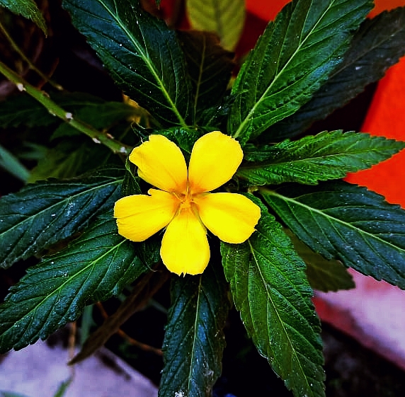 flower