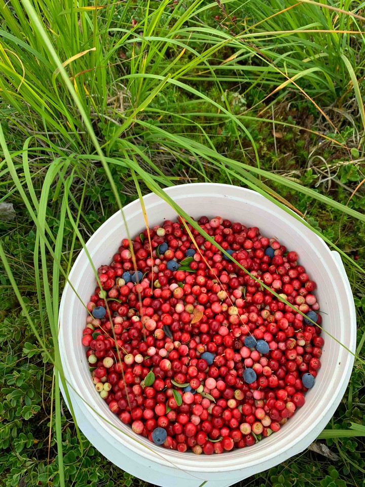 cowberry