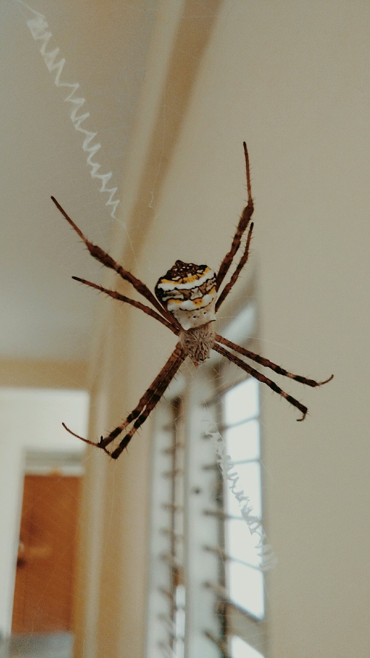 Spider