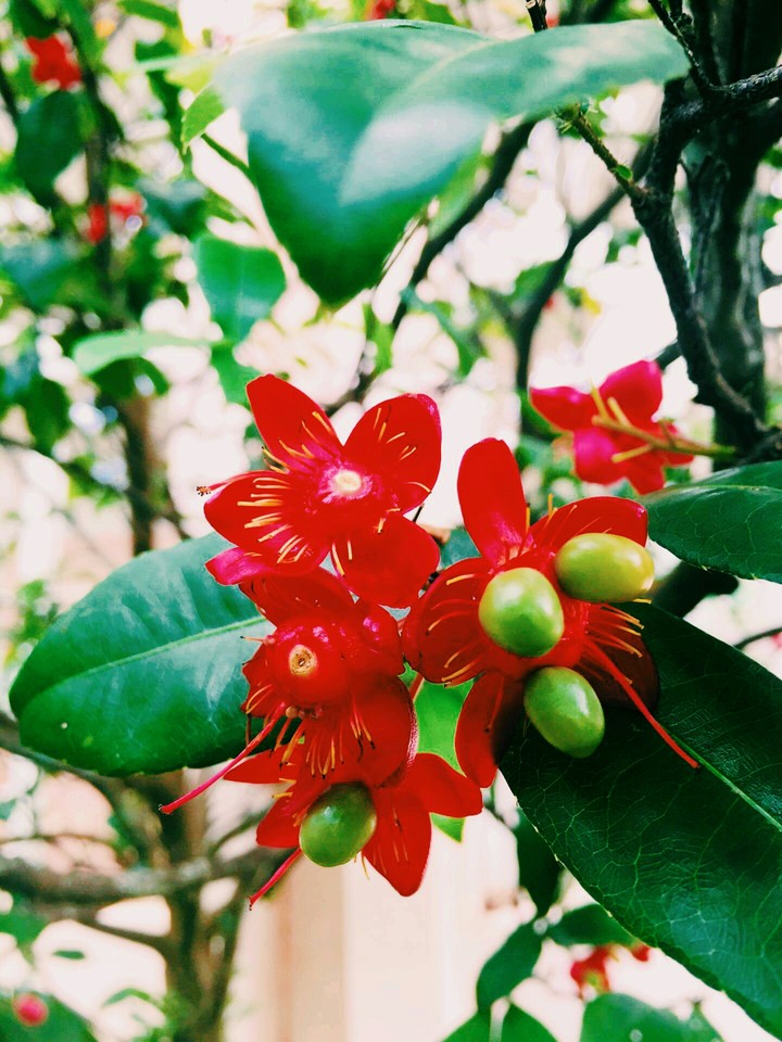 Red Flower