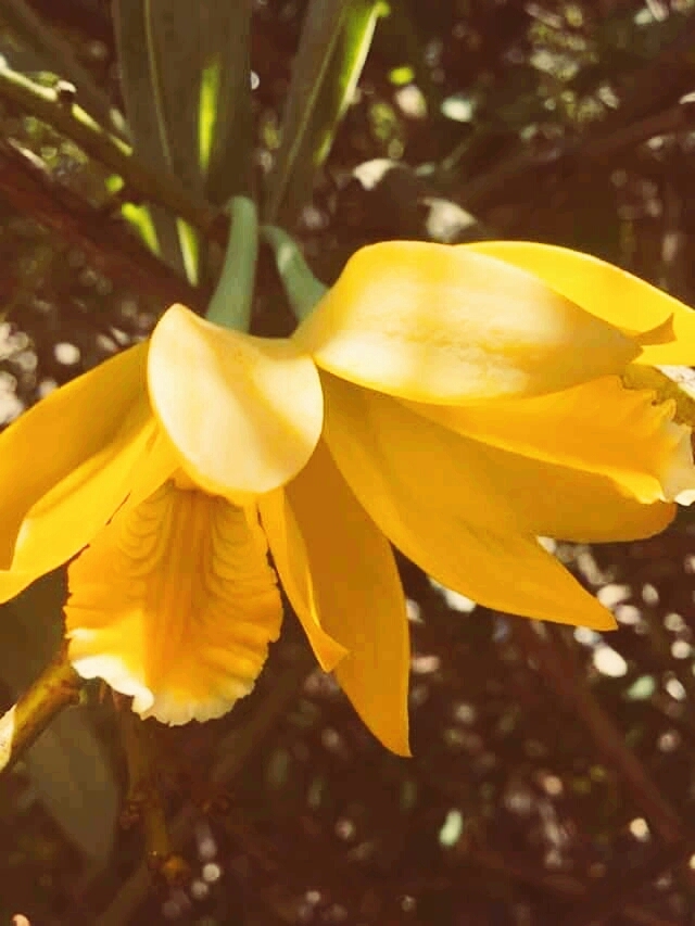 Orquídeas