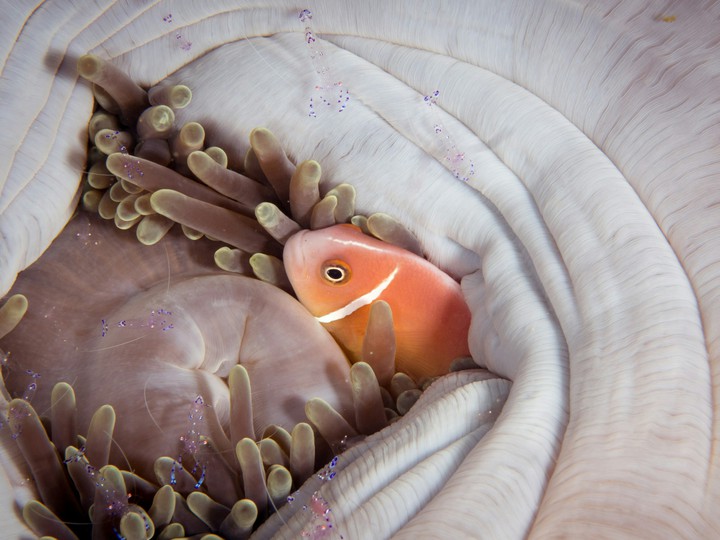 fish