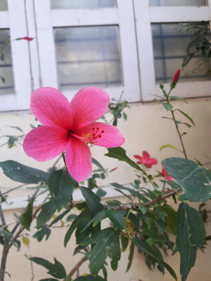 beautiful  flower
