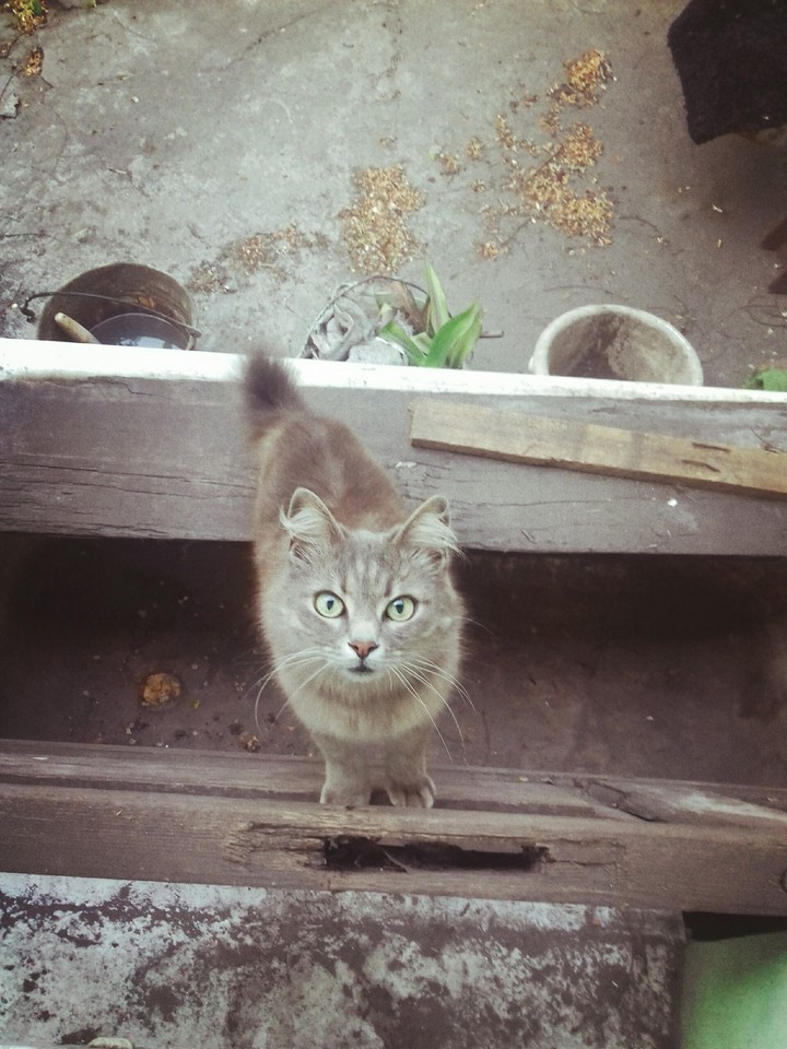 кот