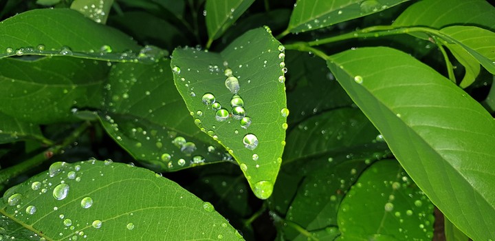 leaves