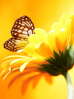 nice flower
