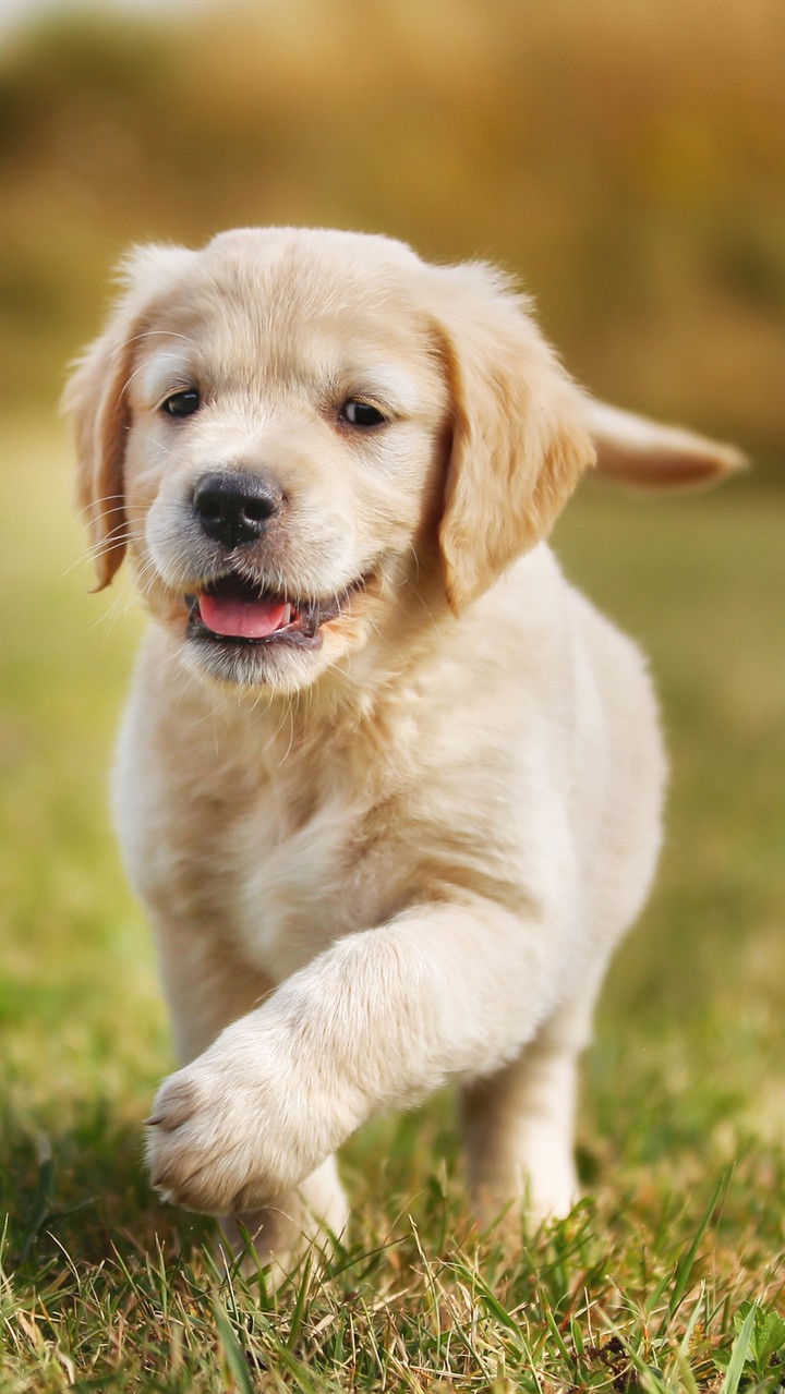 cute puppy