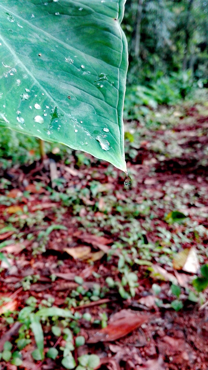 Drop by Drop