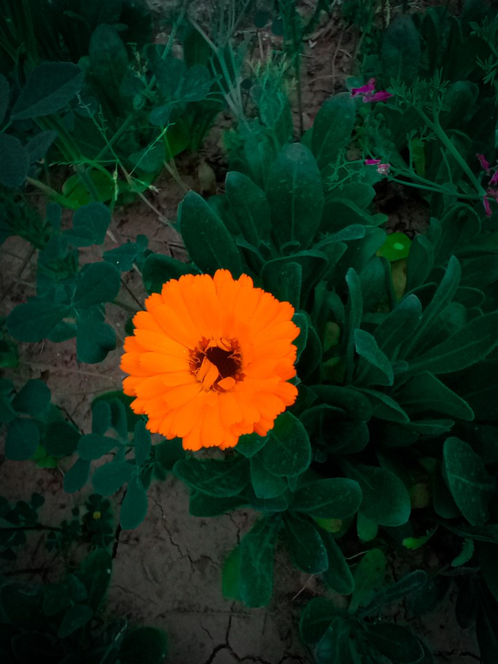 orange flower