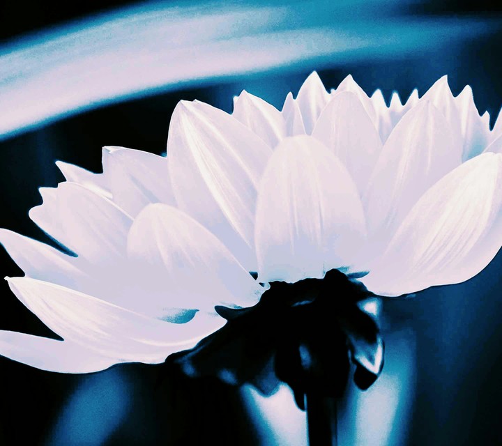 White flower