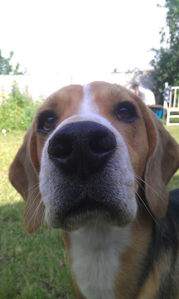 my dog!