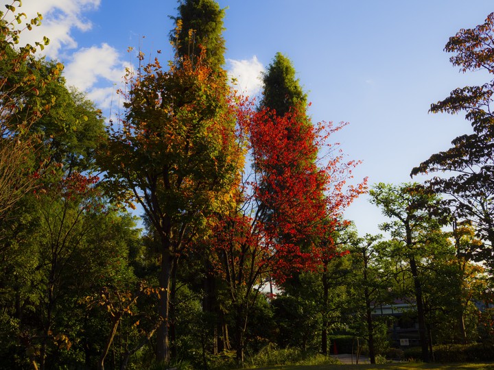 Maple