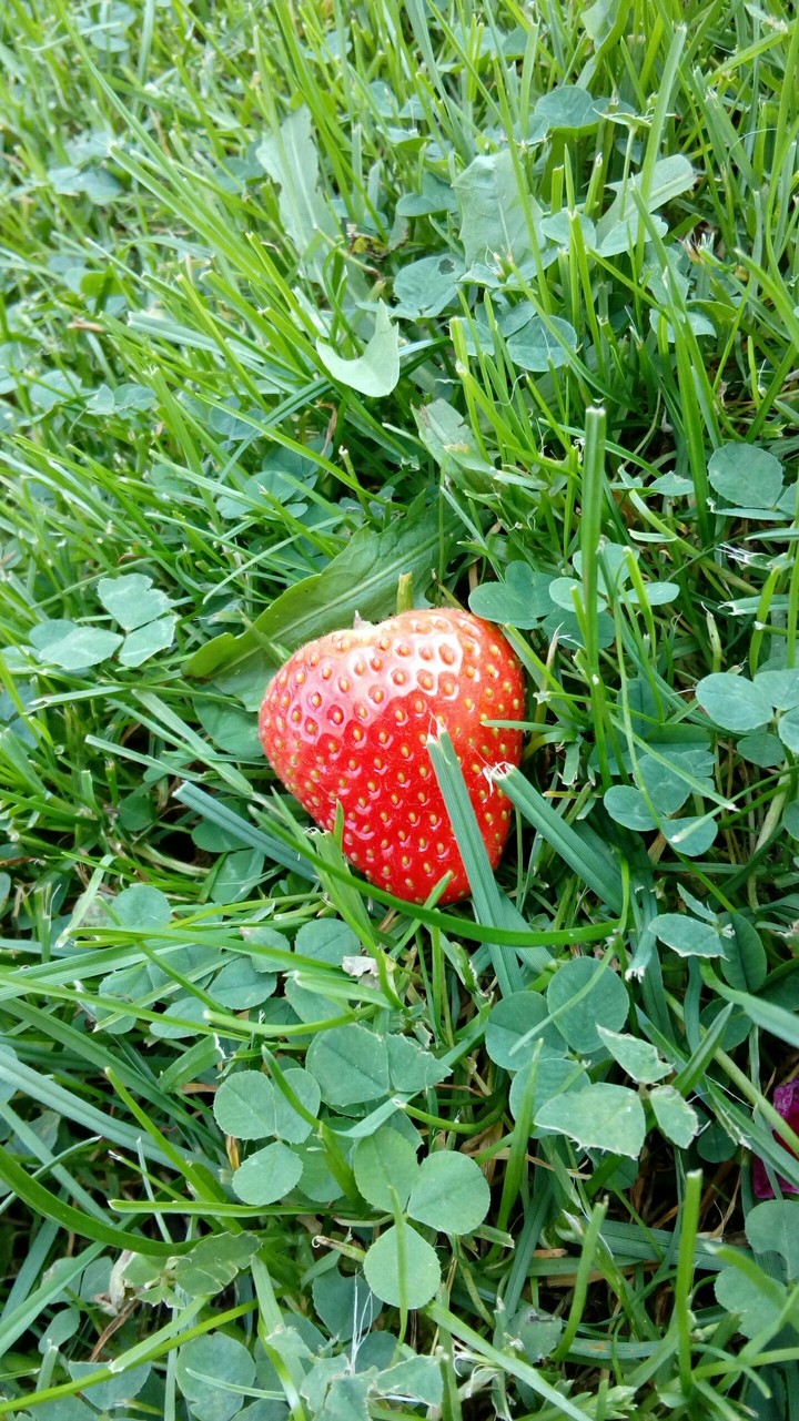 Strawberry