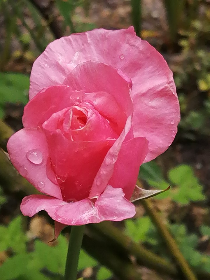 Blume