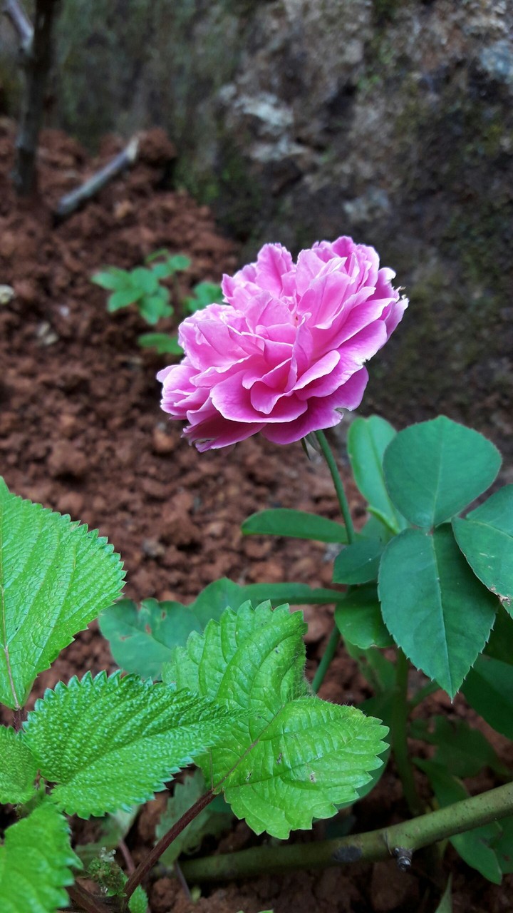 flwr