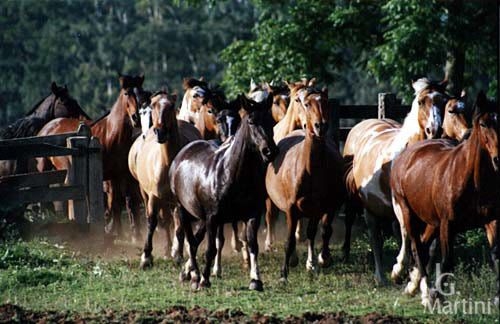 Horses
