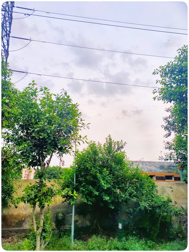 Nature and Tree
