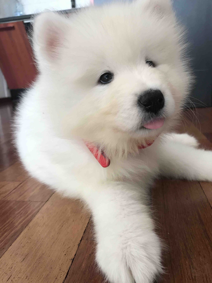Samoyed named Sushi