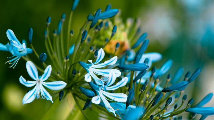Flora...