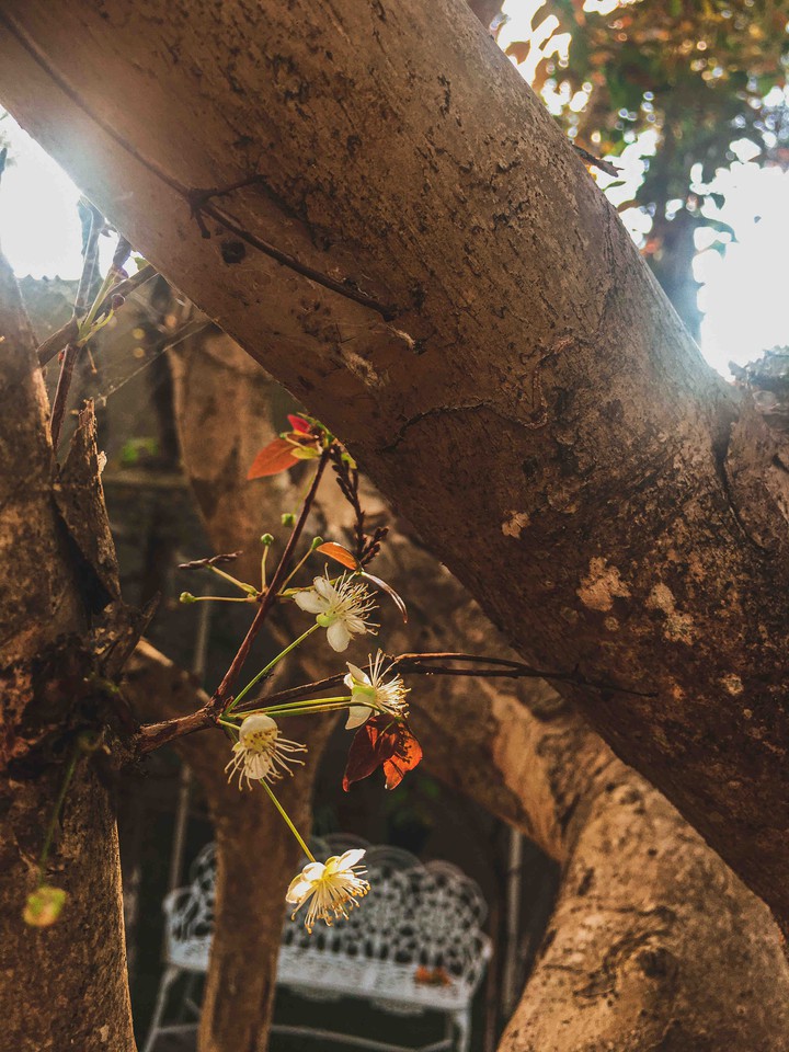 quintal da vózinha