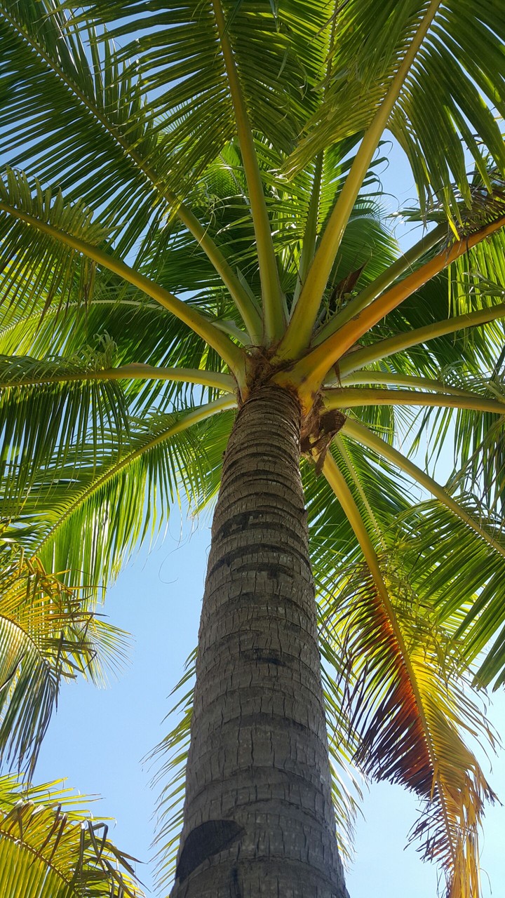Coconut