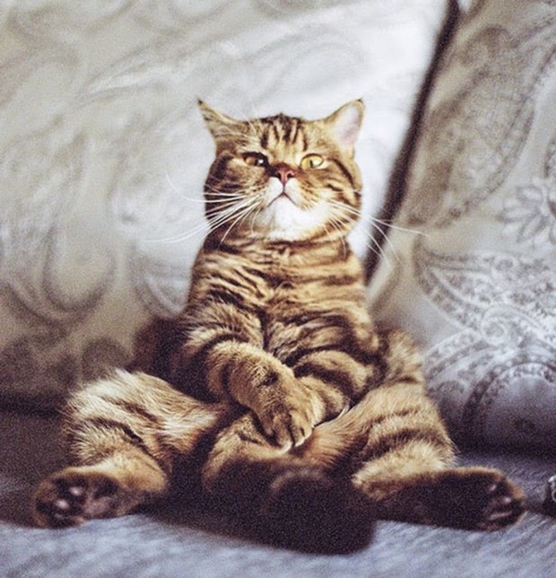 Arrogant cat
