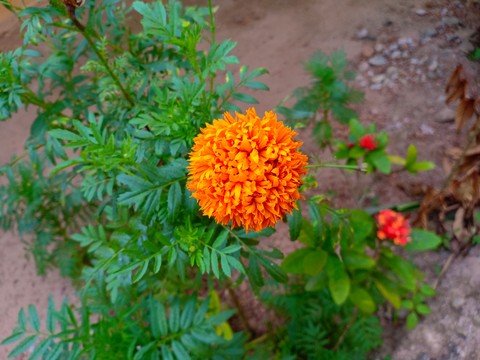 flower