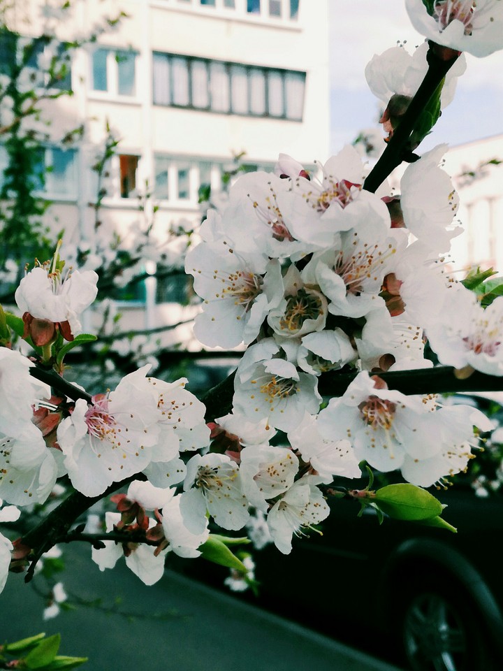 spring in town