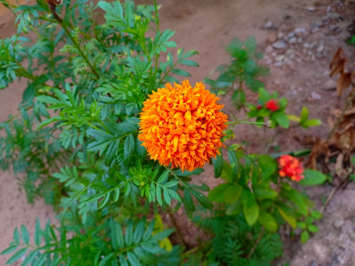 flower