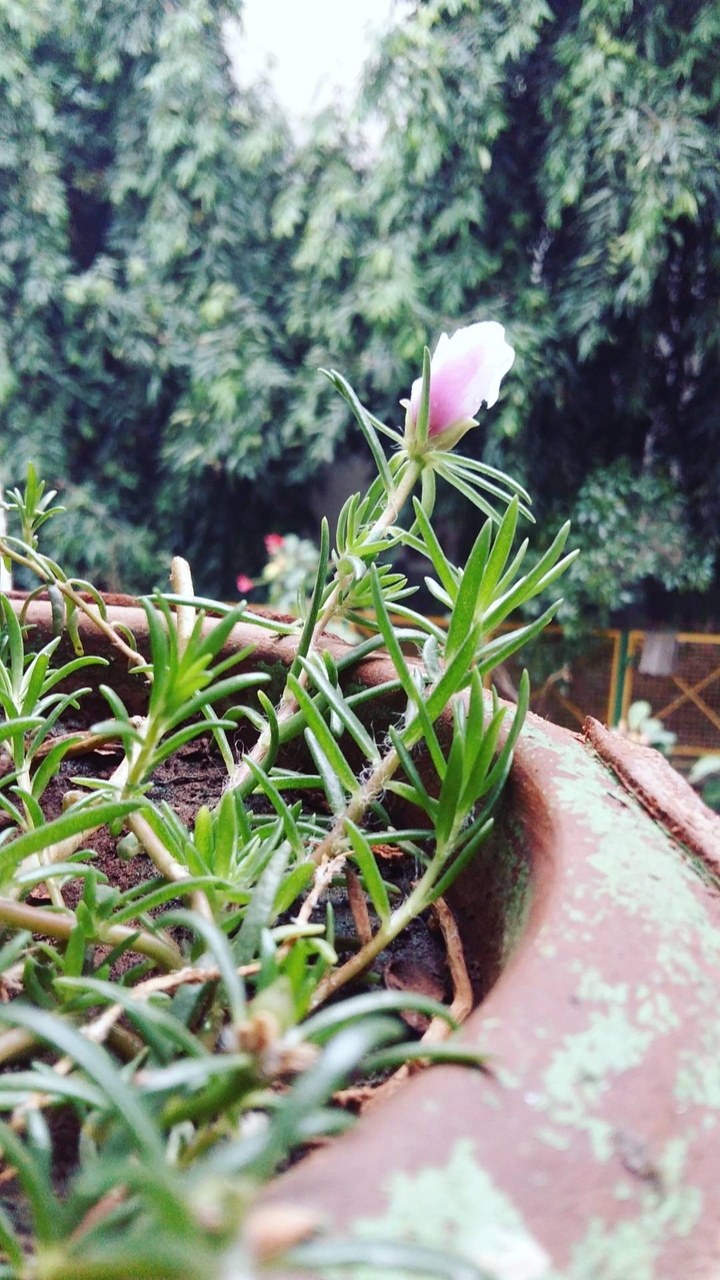 nature