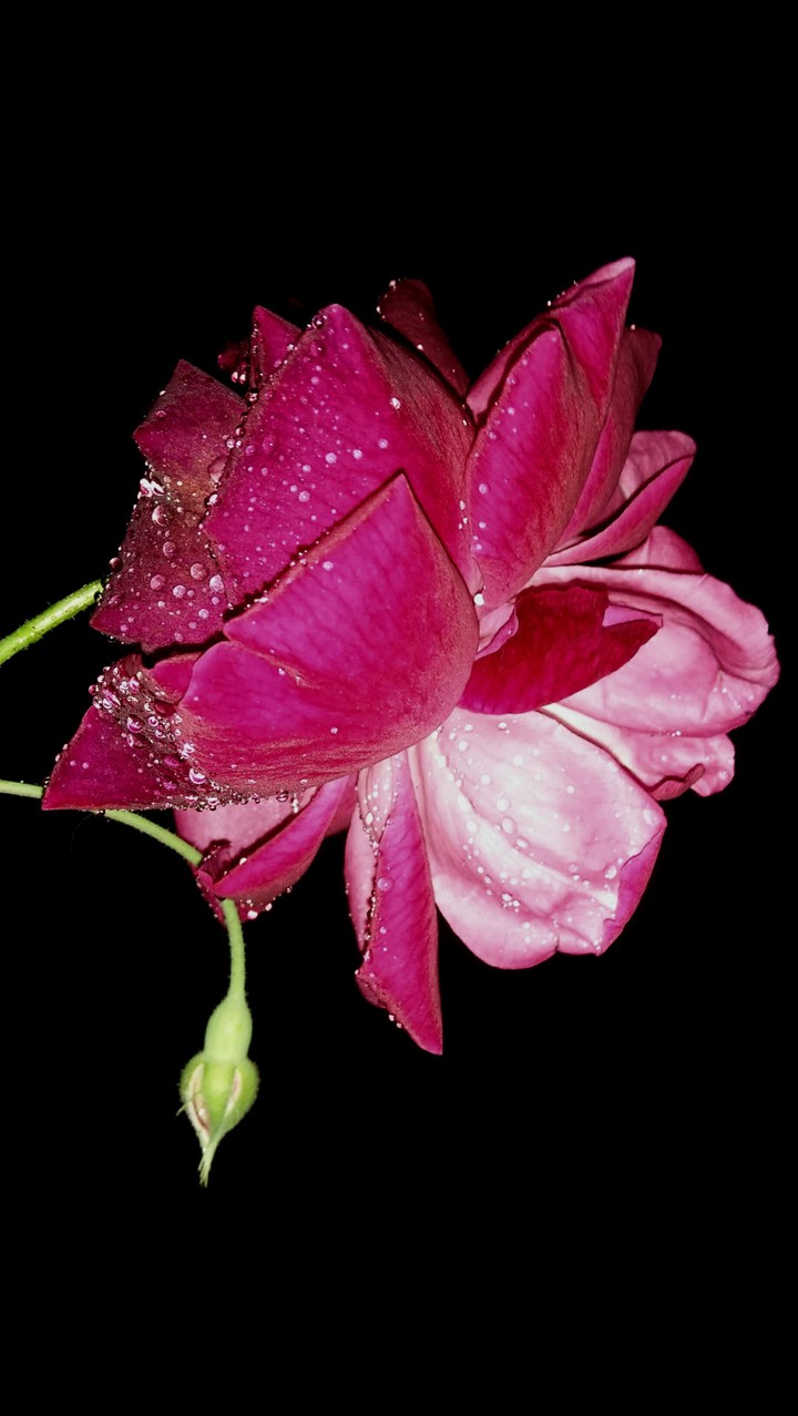 Black ROSE