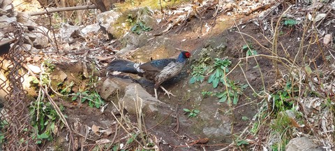 bird