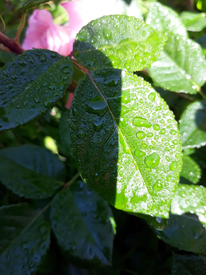 roseleaf