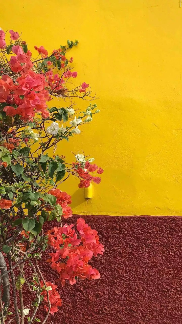 flowers and colors