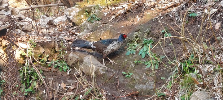 bird