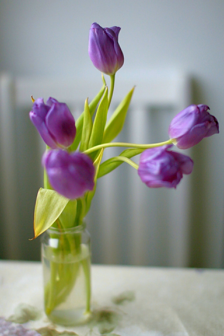 tulips