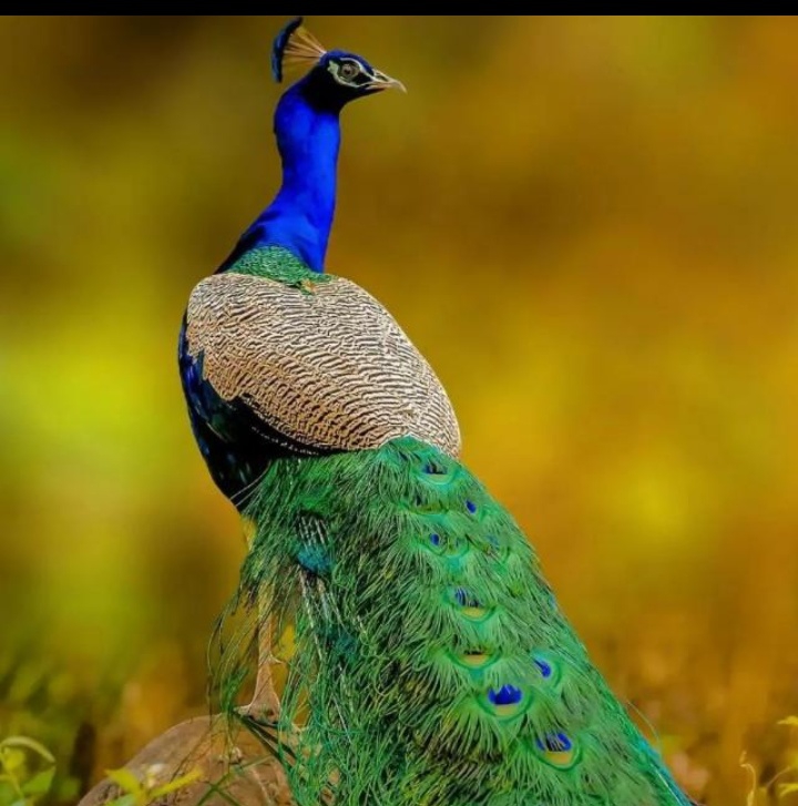 peacock